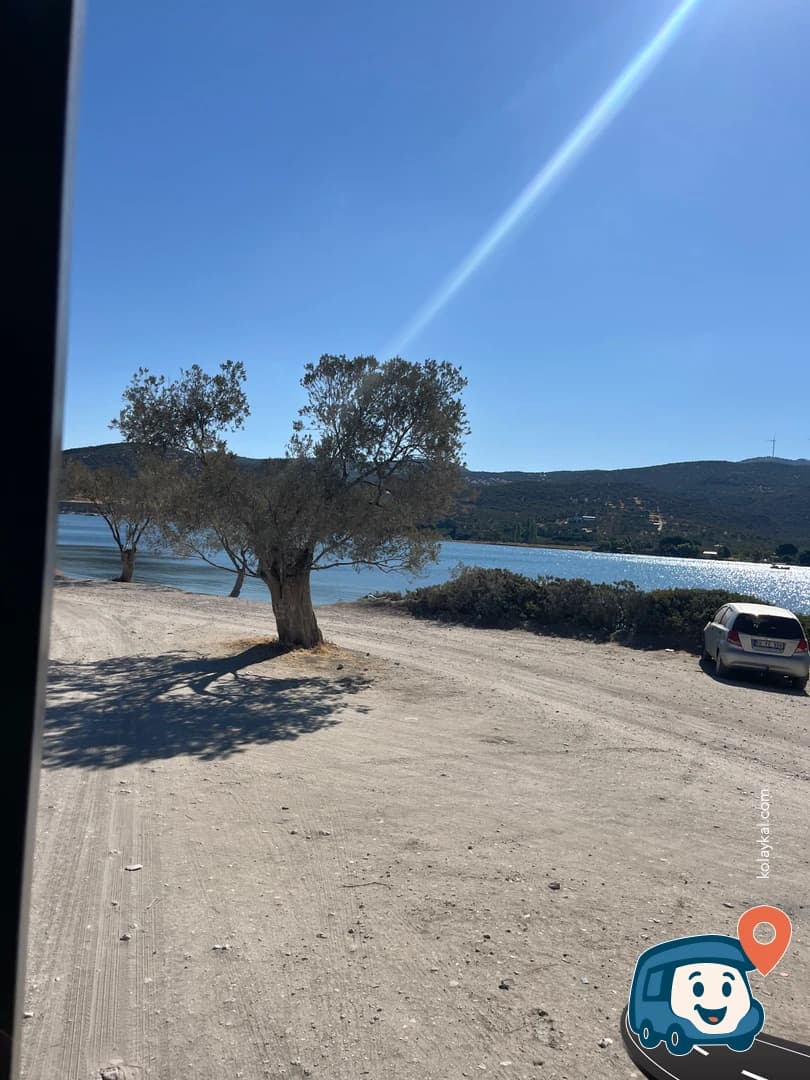 Zeytin Ağaçları Arasında Vahşi Kamp - Dikili, İzmir, foto 1
