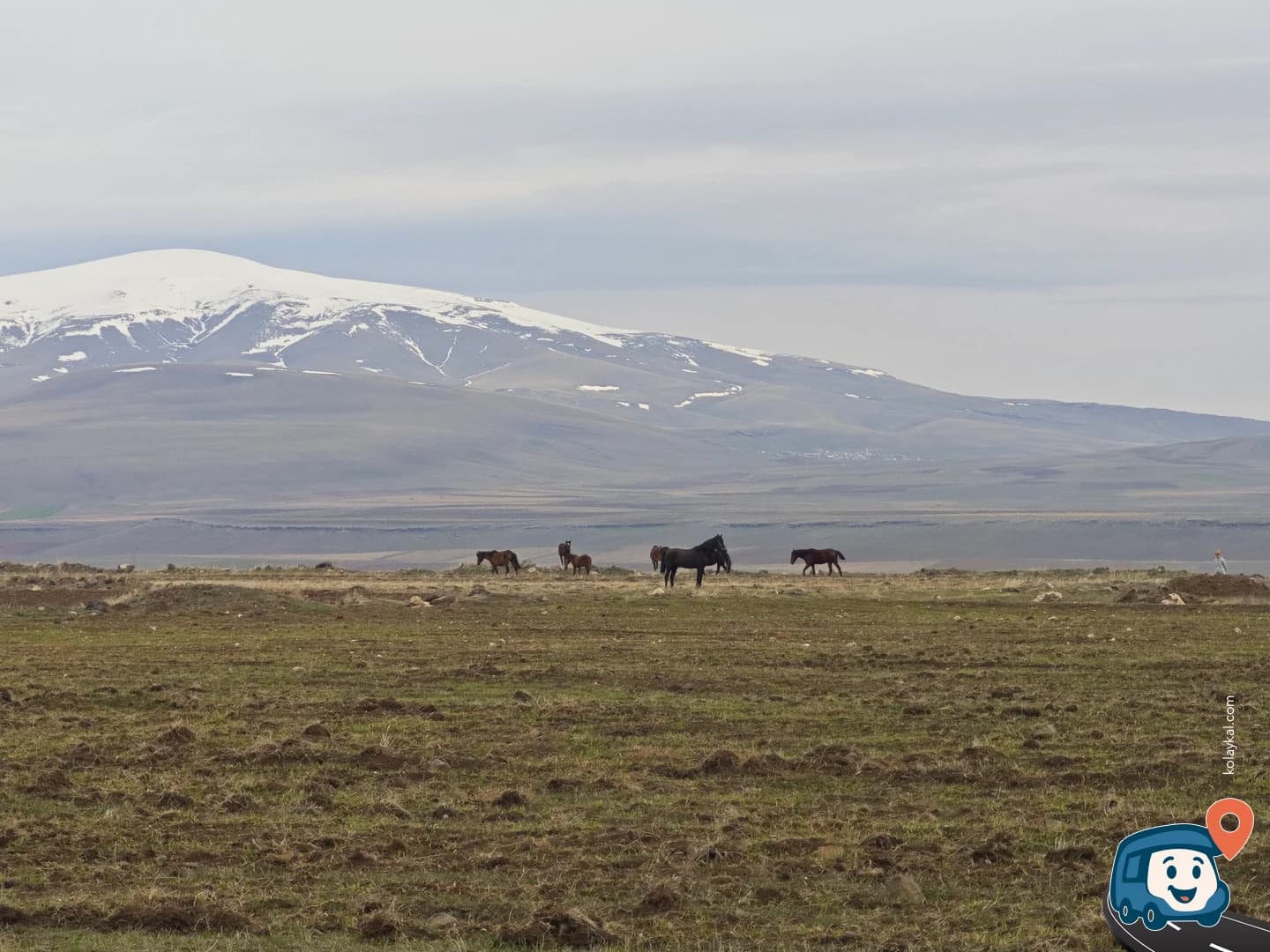 Tarlaların Ortasında Vahşi Kamp Yeri - Digor, Kars, foto 3