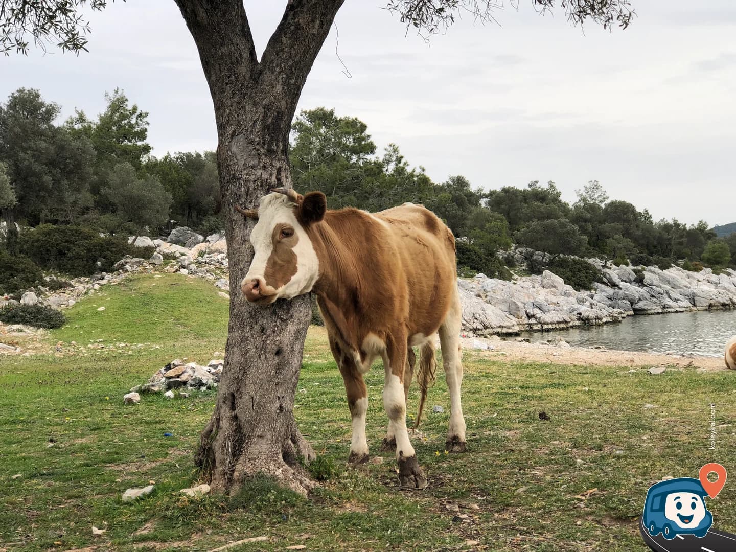 Plaj Kampı - Milas, Muğla, foto 1