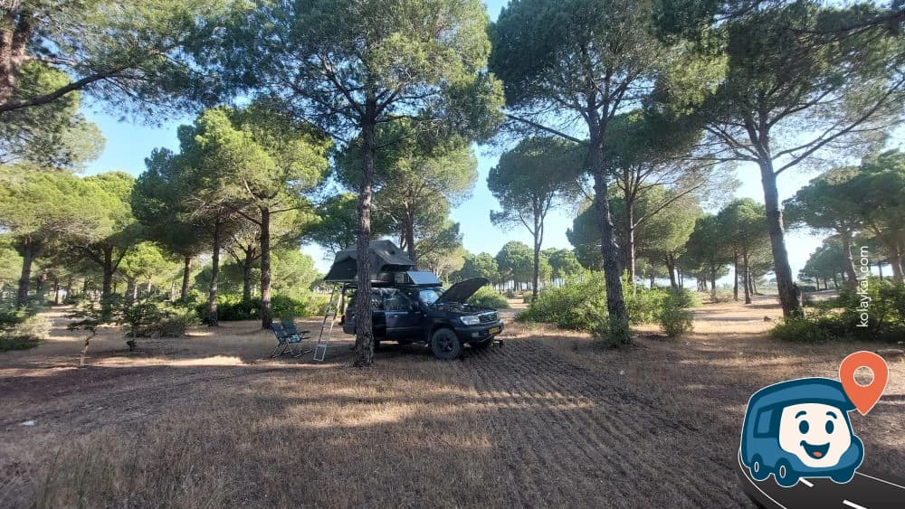 Plaj Yakınındaki Orman - Manavgat, Antalya, foto 4