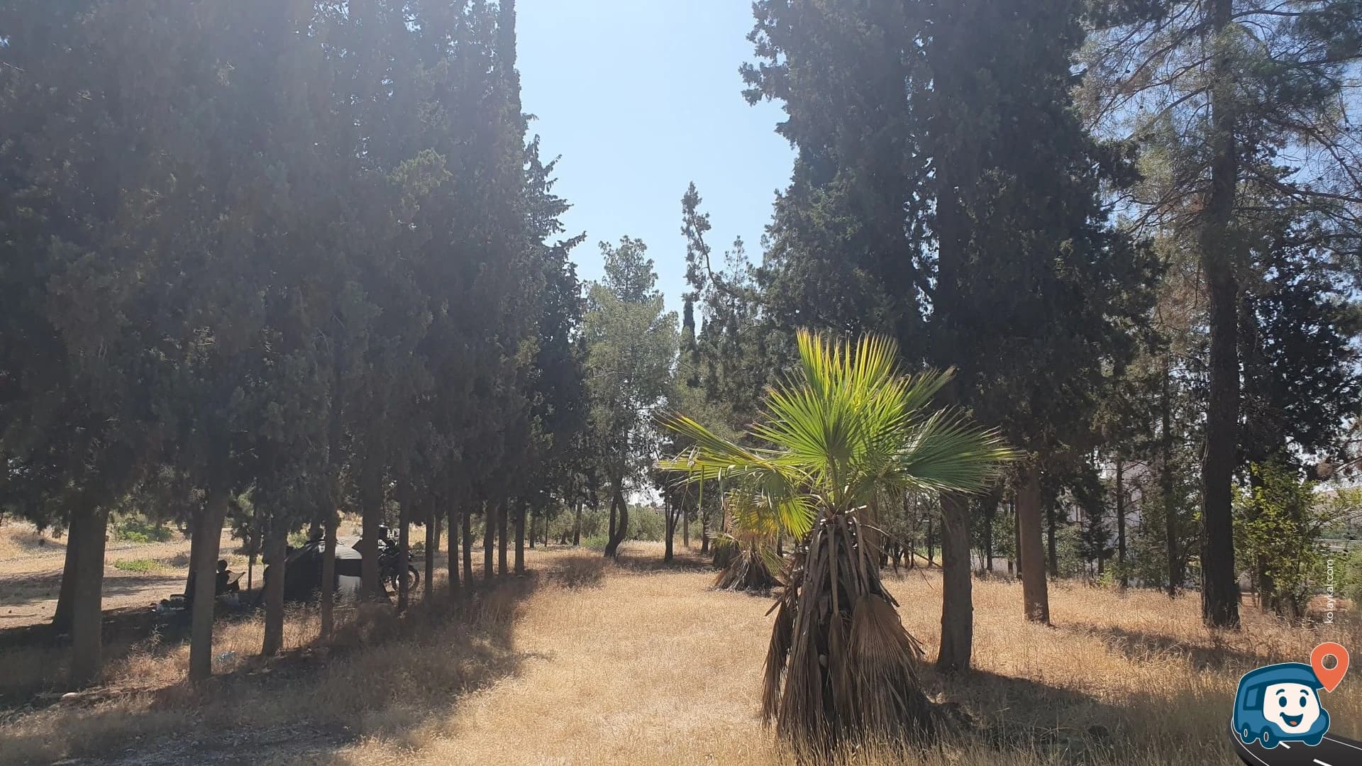 Yol Üzerindeki Ağaçlar - Nizip, Gaziantep, foto 3