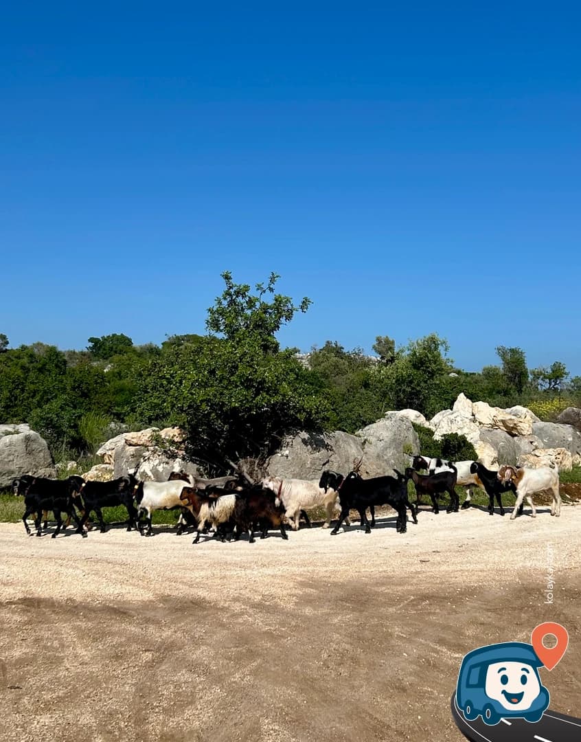 Adamkayalar Rölyefleri - Silifke, Mersin, foto 3