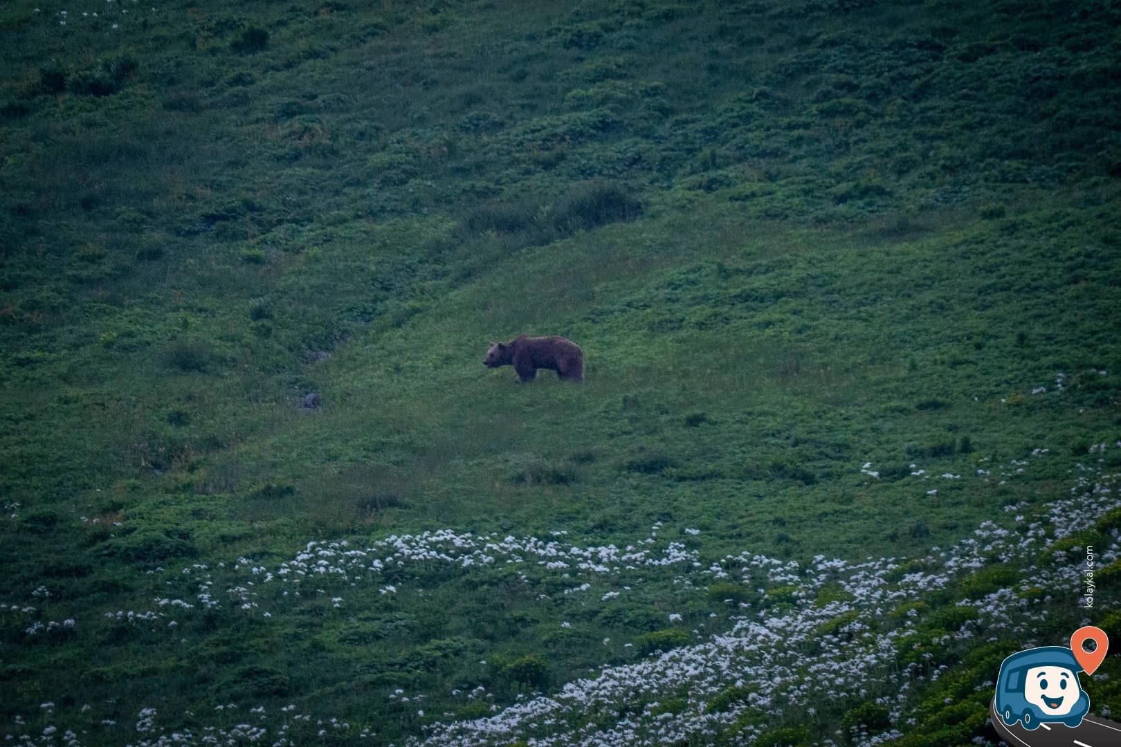 D915 Boyunca Çimenlik Alanlar - Aydıntepe, Bayburt, foto 1