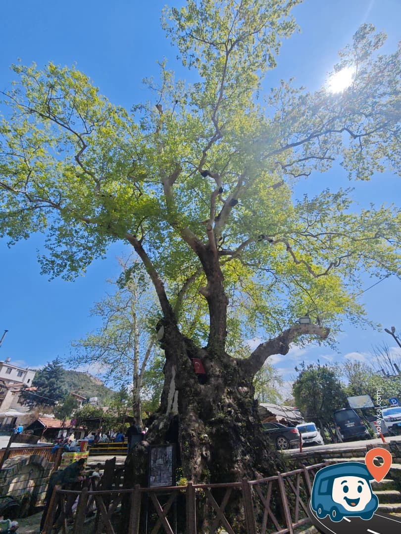 Musa Ağacı - Samandağ, Hatay, foto 1