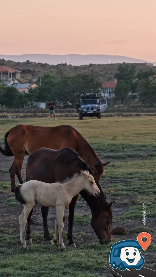Hürmetçi Yılkı Atları - Hacilar, Kayseri, foto 1